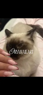 Oryanailart