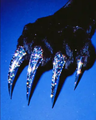 KittyClawsNails